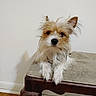 dog, small_dog, scruffy_fur, indoor, cushioned_stool, wooden_floor, white_wall, pet, animal, cute, relaxed, portrait, furry, companion, household, domestic, mammal, paws, ears, shadow