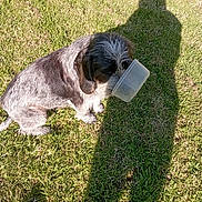 Doudou participe au concours pour gagner de l'argent avec cette photo : dog, grass, shadow, outdoor, sunlight, plastic_container, ball, play, pet, animal, snout, sitting, daylight, greenery, fur, canine, nature, toy, funny, person_shadow