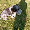 dog, grass, shadow, outdoor, sunlight, plastic_container, ball, play, pet, animal, snout, sitting, daylight, greenery, fur, canine, nature, toy, funny, person_shadow