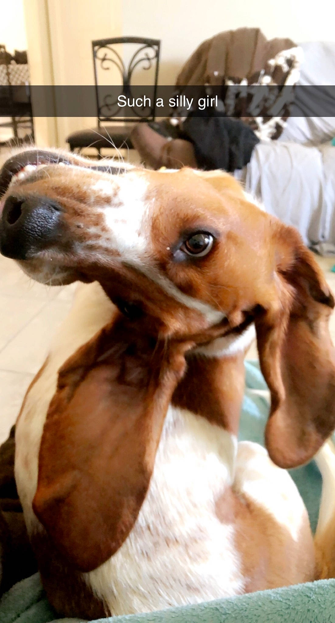 Zena joined the competition — help win amazing prizes! canidae, carnivore, collar, companion_dog, dog, dog_breed, dog_supply, ear, fawn, fur, hunting_dog, liver, pet_supply, photo_caption, photography, snout, sporting_group, terrestrial_animal, whiskers, working_animal