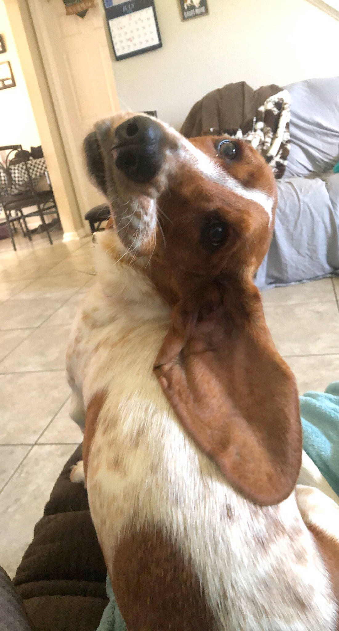 Zena is registered to the contest to win money with this photo: carnivore, chair, collar, companion_dog, dog, dog_breed, dog_supply, ear, fawn, flooring, fur, jaw, liver, paw, pet_supply, snout, sporting_group, whiskers, wood, working_animal