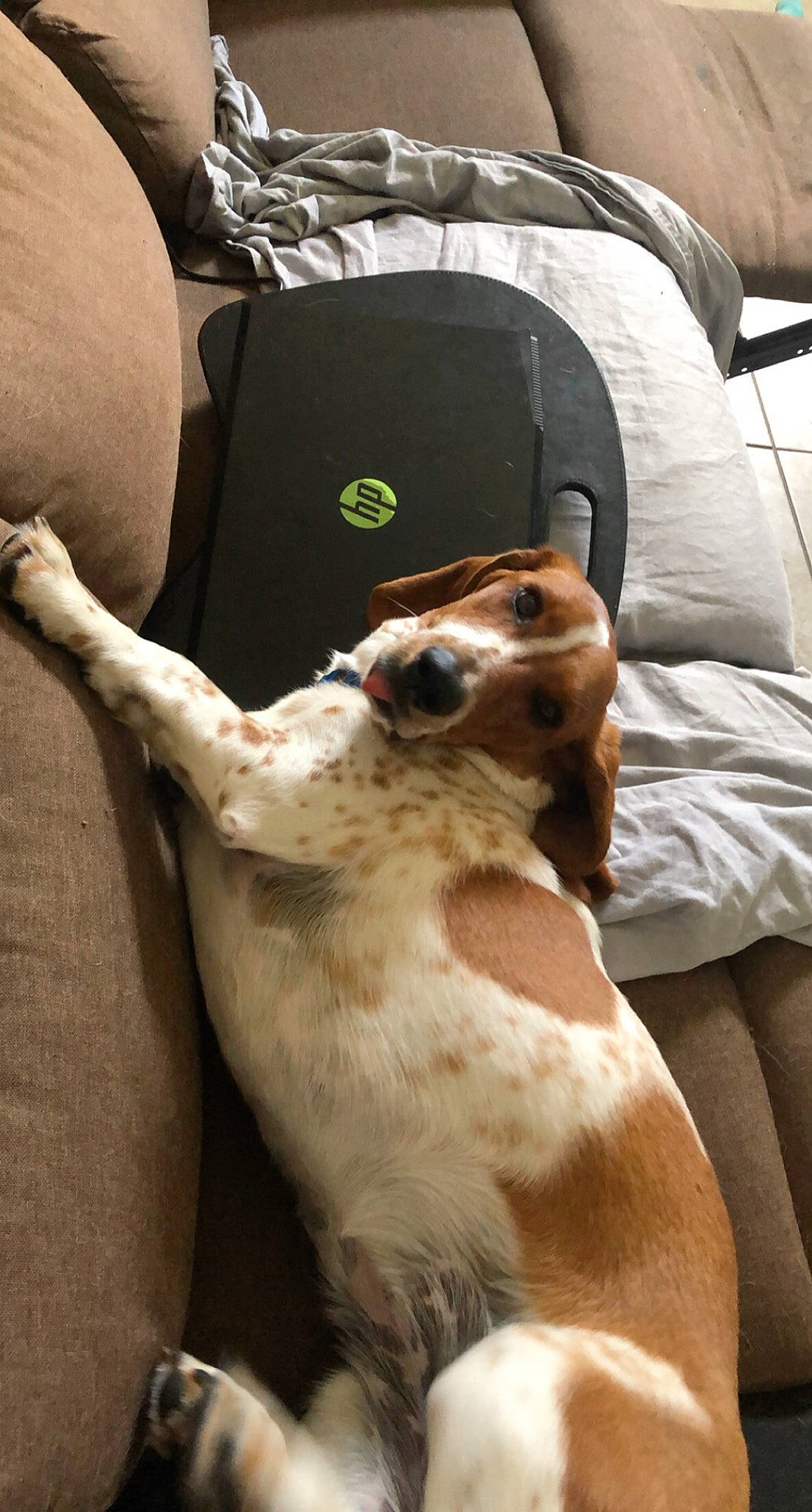 Zena is registered to the contest to win money with this photo: carnivore, collar, comfort, companion_dog, couch, dog, dog_breed, fawn, felidae, fur, hound, scent_hound, sighthound, small_to_medium_sized_cats, snout, sporting_group, tail, tent, whiskers, working_animal