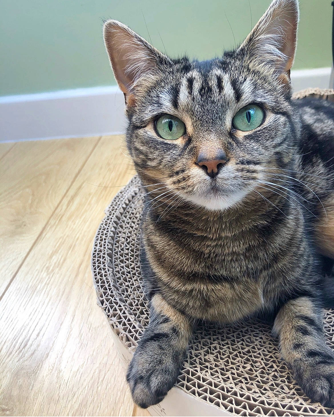 Heidi joined the competition — help win amazing prizes! carnivore, cat, domestic_short_haired_cat, felidae, flooring, fur, hardwood, paw, sitting, small_to_medium_sized_cats, snout, terrestrial_animal, varnish, whiskers, wood, wood_flooring