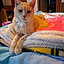 Charlie is registered to the contest to win money with this photo: cat, orange_tabby, bed, blanket, cozy, indoor, feline, pet, fur, animal, relaxed, resting, whiskers, paws, comfort, home, cute, domestic, sleepy, laying