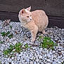Charlie joined the competition — help win amazing prizes! cat, cream_colored_cat, gravel, green_plants, yellow_flowers, outdoor, animal, pet, curious, alert, brown_wall, blue_container, nature, small_plants, rocks, side_view, daylight, mammal, whiskers, fur