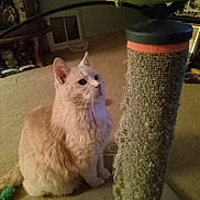 Charlie joined the competition — help win amazing prizes! cat, scratching_post, indoor, carpet, toy, furniture, curious, pet, fluffy, light_colored, whiskers, ears, sitting, closeup, cozy, home, playful, feline, domestic_animal, floor