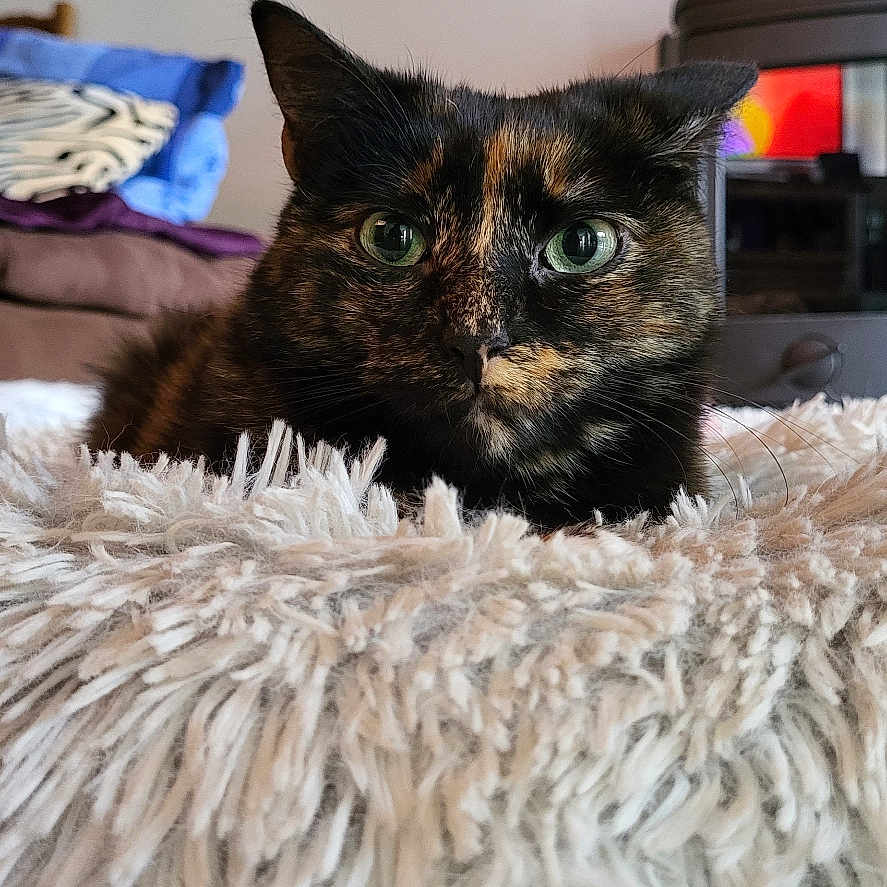 Reiki participe au concours pour gagner de l'argent avec cette photo : animal, bed, bedroom, blanket, cat, computer, couch, cushion, electronics, furniture, hardwood, homedecor, indoors, interiordesign, kitten, laptop, manx, pet, room, wood