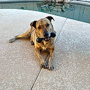 Duke is registered to the contest to win money with this photo: dog, brindle, pet, toy, chew_toy, outdoor, pool, backyard, stone, patio, relaxed, animal, canine, summer, daylight, fur, playful, resting, ground, water