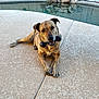 dog, brindle, pet, toy, chew_toy, outdoor, pool, backyard, stone, patio, relaxed, animal, canine, summer, daylight, fur, playful, resting, ground, water
