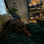 Rascal is registered to the contest to win money with this photo: dog, chocolate_lab, blanket, couch, living_room, television, furniture, plant, decor, board_games, wood_floor, cozy, resting, relaxed, indoor, soft, home, entertainment, pet, sleepy