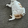 cat, pet, orange_and_white_cat, fluffy, belly_up, carpet, indoor, lounging, cute, chubby, paws, whiskers, relaxed, looking_at_camera, tail, fur_texture, cozy, home_interior, portrait, playful