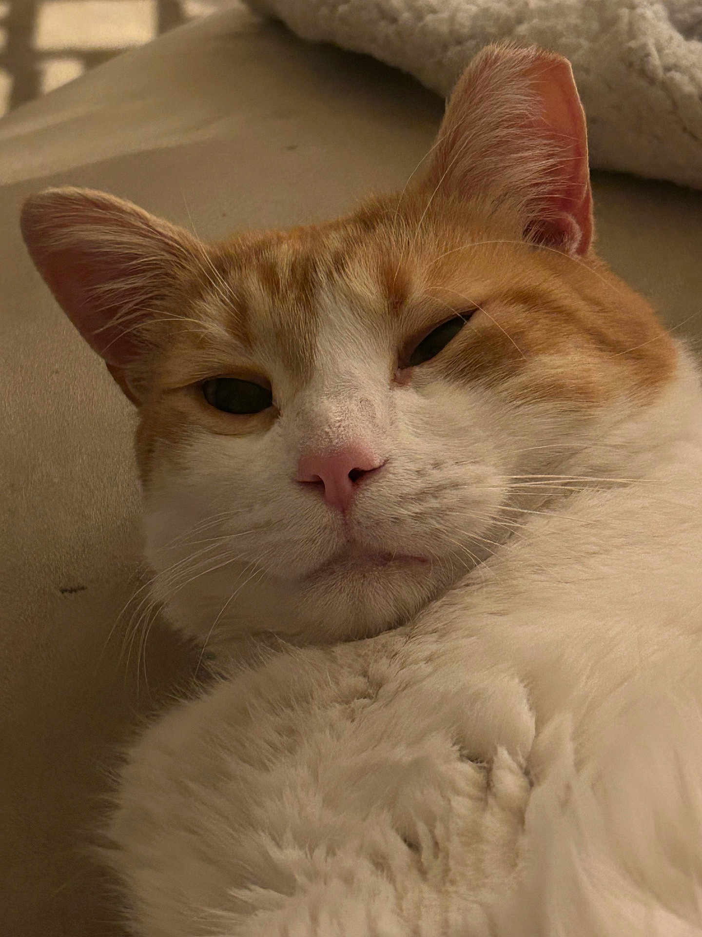 Cheeto is registered to the contest to win money with this photo: cat, pet, feline, orange_tabby, white_fur, close_up, whiskers, ears, pink_nose, sleepy, relaxed, indoor, blanket, couch, portrait, fur, face, lying_down, domestic_animal, cute