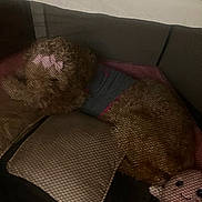 Gia is registered to the contest to win money with this photo: animal, brown_fur, couch, cozy, curly_fur, cute, dog, fabric, home, indoor, mesh_screen, pet, pillow, pink_bow, plush_toy, relaxed, resting, small_dog, snuggling, soft_lighting