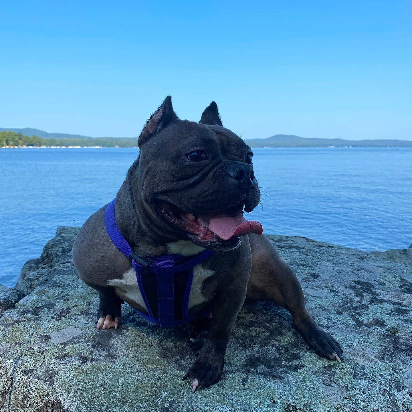 Chanel is registered to the contest to win money with this photo: animal, boxer, bulldog, canine, coast, dog, frenchbulldog, lake, nature, outdoors, pet, pitbull, promontory, pug, puppy, rock, scenery, sea, shoreline, water