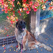 Gabby a rejoint le concours — aidez-le/la à gagner de superbes lots ! dog, flower, outdoor, leash, pavement, greenery, nature, pet, canine, summer, colorful, plant, garden, tree, fence, sidewalk, sunlight, happy, sitting, flora