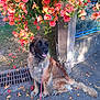 canine, colorful, dog, fence, flora, flower, garden, greenery, happy, leash, nature, outdoor, pavement, pet, plant, sidewalk, sitting, summer, sunlight, tree