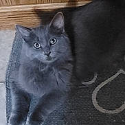 Shadow joined the competition — help win amazing prizes! cat, gray_cat, pet, animal, feline, indoor, mat, floor, curious, lying_down, fur, whiskers, ears, eyes, domestic_animal, resting, home, cute, looking_up, cozy