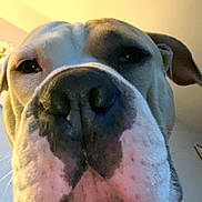 Ussop participe au concours pour gagner de l'argent avec cette photo : dog, close_up, nose, indoor, pet, animal, face, canine, expression, light, background, whiskers, fur, portrait, looking, head, snout, ears, domestic_animal, muzzle