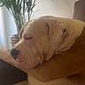black_nose, blanket, chair, closed_eyes, cozy, cushion, dog, floppy_ears, houseplant, indoor, large_breed, living_room, nap, pet, portrait, relaxed, resting, serene, sleeping, wrinkled