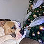 dog, blanket, couch, christmas_tree, ornaments, holiday, decorations, pine_cone, greenery, relaxed, pet, indoor, fur, side_view, cozy, soft_texture, home, festive, resting, wrapped