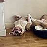 animal, close_up, dog, dog_bed, funny, furniture, home, indoor, lying_down, paws, pet, playful, portrait, relaxed, smiling, teeth, upside_down, wall, white_dog, wooden_floor