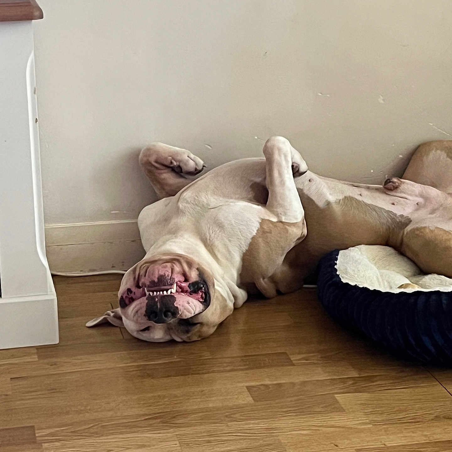 Ussop participe au concours pour gagner de l'argent avec cette photo : animal, close_up, dog, dog_bed, funny, furniture, home, indoor, lying_down, paws, pet, playful, portrait, relaxed, smiling, teeth, upside_down, wall, white_dog, wooden_floor