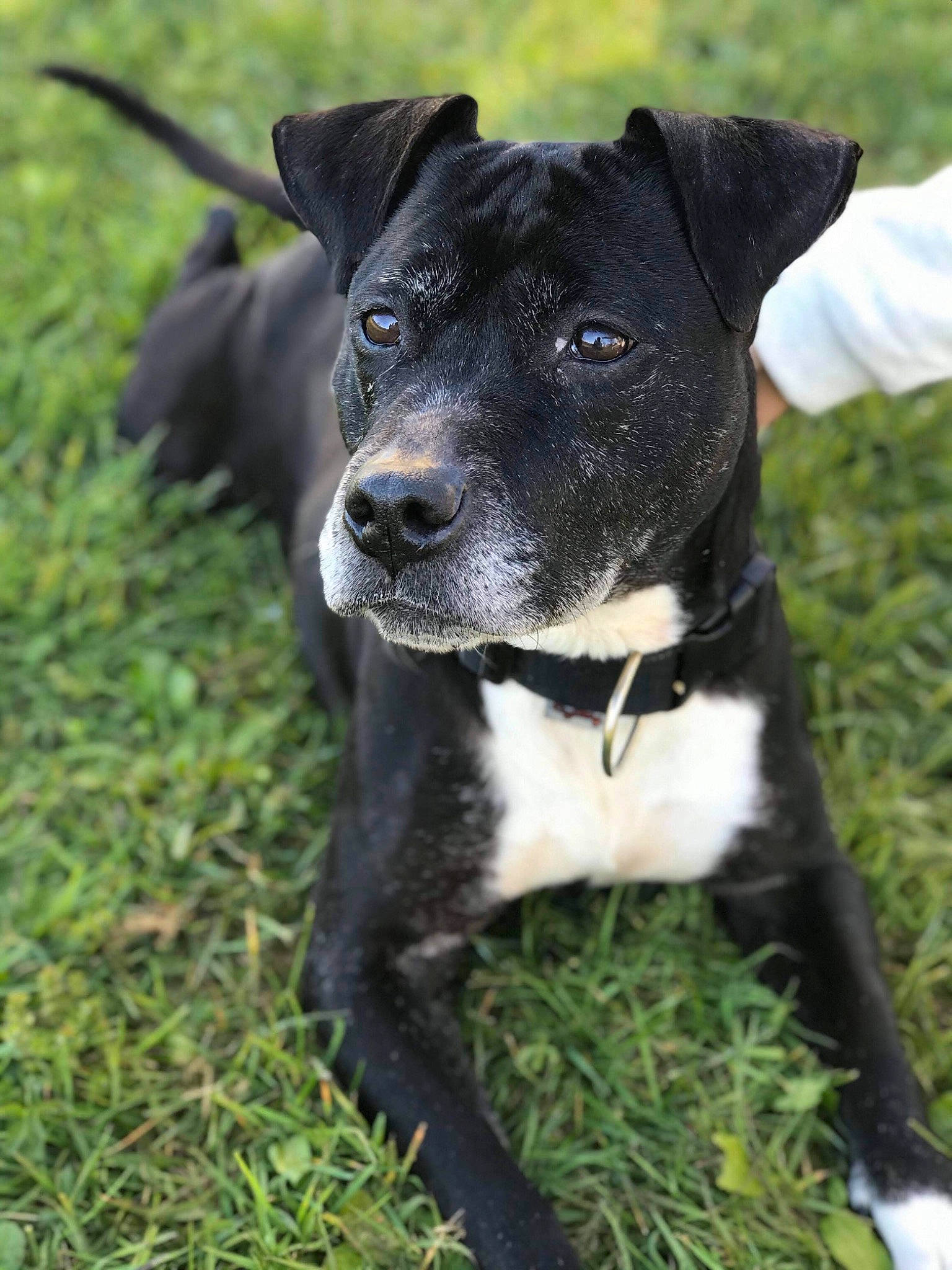 Tina participe au concours pour gagner de l'argent avec cette photo : american_pit_bull_terrier, american_staffordshire_terrier, canidae, carnivore, companion_dog, dog, dog_breed, feist, gladiolus, mammal, non_sporting_group, old_english_terrier, patterdale_terrier, plant, puppy, rare_breed_dog, snout, sporting_group, terrier, vertebrate