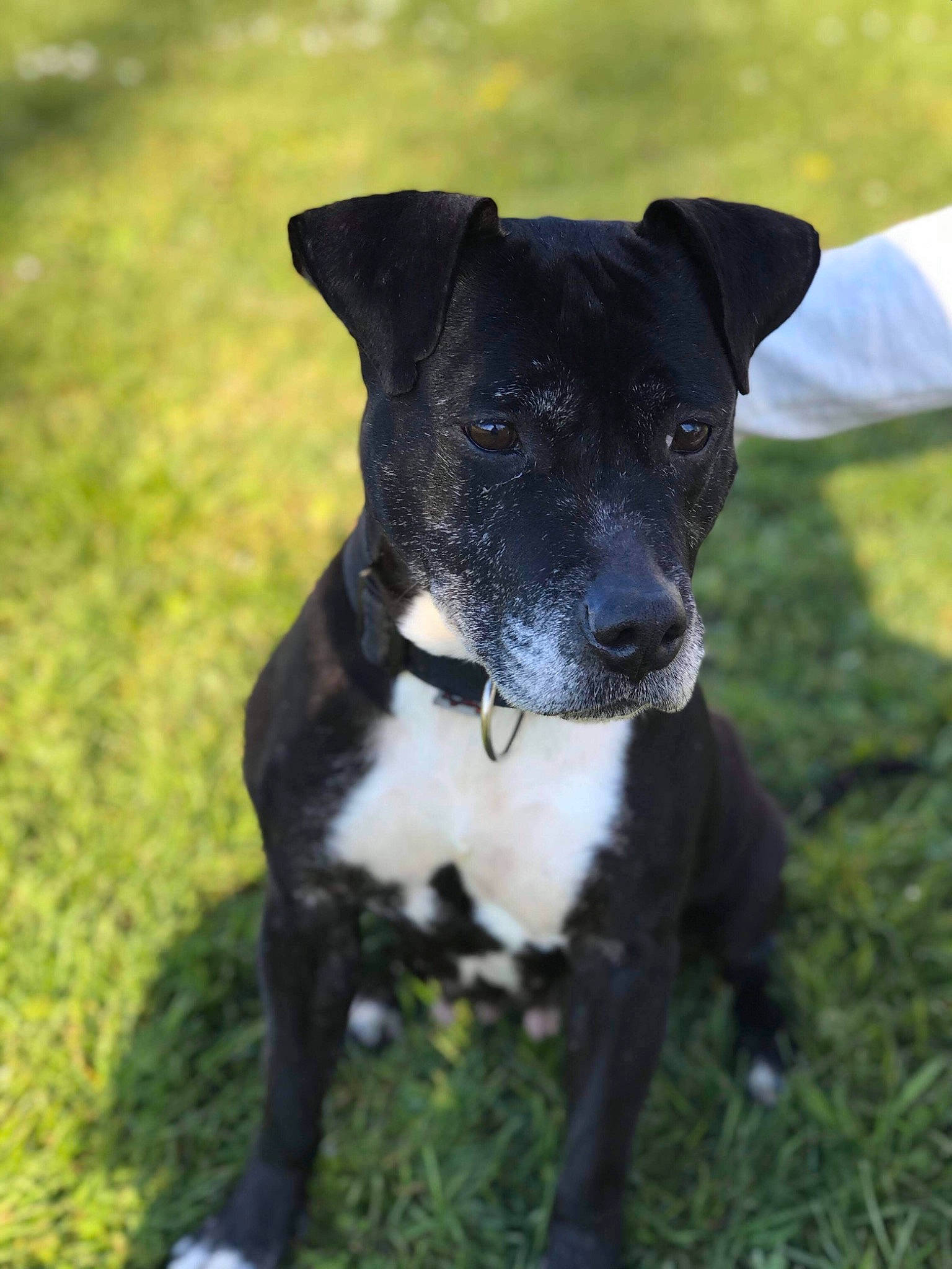 Tina participe au concours pour gagner de l'argent avec cette photo : american_pit_bull_terrier, american_staffordshire_terrier, borador, canidae, carnivore, dog, dog_breed, feist, gladiolus, mammal, non_sporting_group, old_english_terrier, patterdale_terrier, plant, puppy, rare_breed_dog, snout, sporting_group, terrier, vertebrate