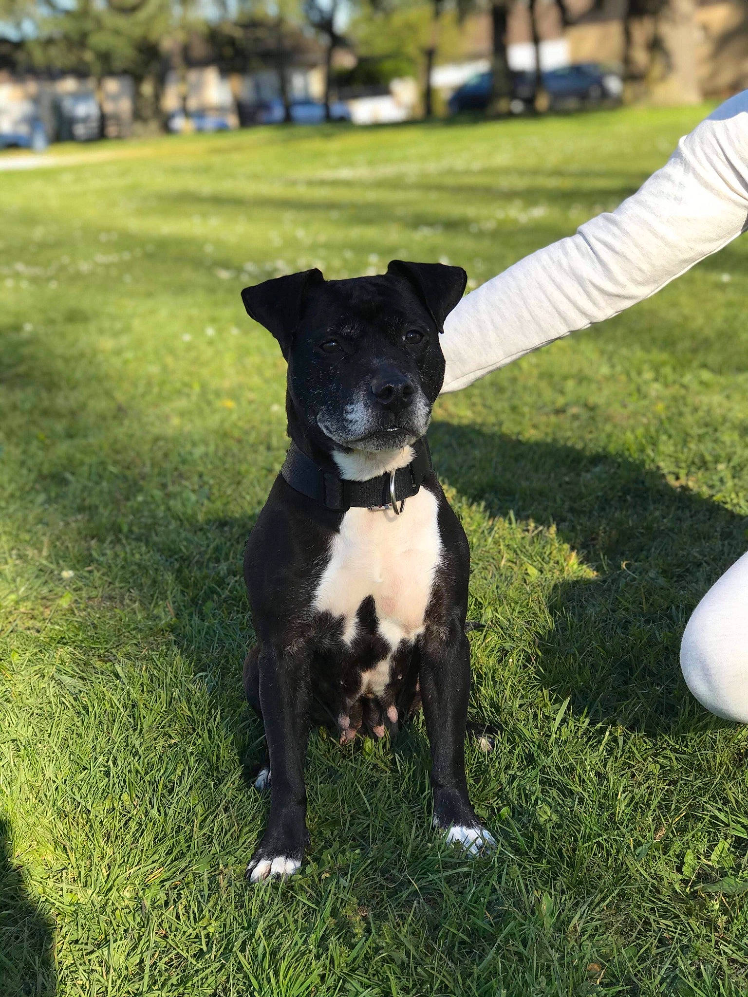 Tina a rejoint le concours — aidez-le/la à gagner de superbes lots ! american_pit_bull_terrier, american_staffordshire_terrier, borador, canidae, carnivore, companion_dog, dog, dog_breed, flower, grass, mammal, non_sporting_group, patterdale_terrier, plant, rare_breed_dog, snout, sporting_group, staffordshire_bull_terrier, terrier