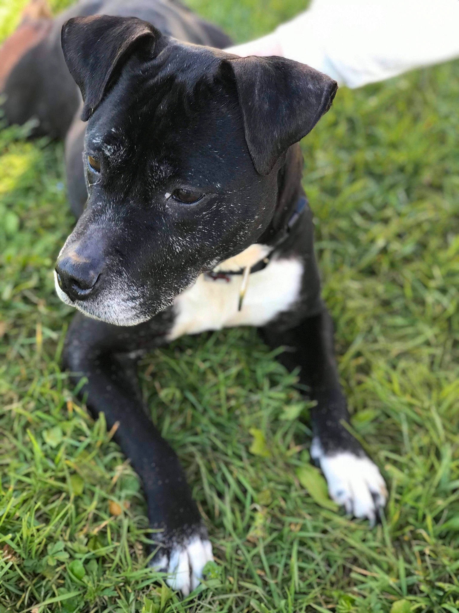 Tina a rejoint le concours — aidez-le/la à gagner de superbes lots ! american_pit_bull_terrier, american_staffordshire_terrier, borador, canidae, carnivore, companion_dog, dog, dog_breed, mammal, non_sporting_group, patterdale_terrier, plant, rare_breed_dog, snout, sporting_group, vertebrate