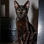 alert, animal, black_cat, cat, close_up, curious_eyes, cute, domestic_cat, ears, feline, floor, fur, indoor, pet, pets, portrait, shadow, sitting, whiskers, young_cat