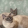 Lady is registered to the contest to win money with this photo: cat, cats, feline, pets, bed, pillow, striped_bed_sheet, fluffy, resting, relaxed, indoor, home, cozy, tabby, animal, cute, sleepy, soft, whiskers, ears
