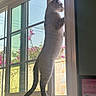cat, window, indoor, sunlight, flower, garden, curious, standing, pet, animal, screen, technology, home, feline, looking_out, daylight, plant, nature, household, windowsill