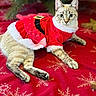 Lady is registered to the contest to win money with this photo: cat, christmas, holiday, festive, red_dress, santa_outfit, tree, ornaments, decorations, snowflakes, blanket, pet, animal, indoor, cute, feline, holiday_season, costume, relaxing, celebration