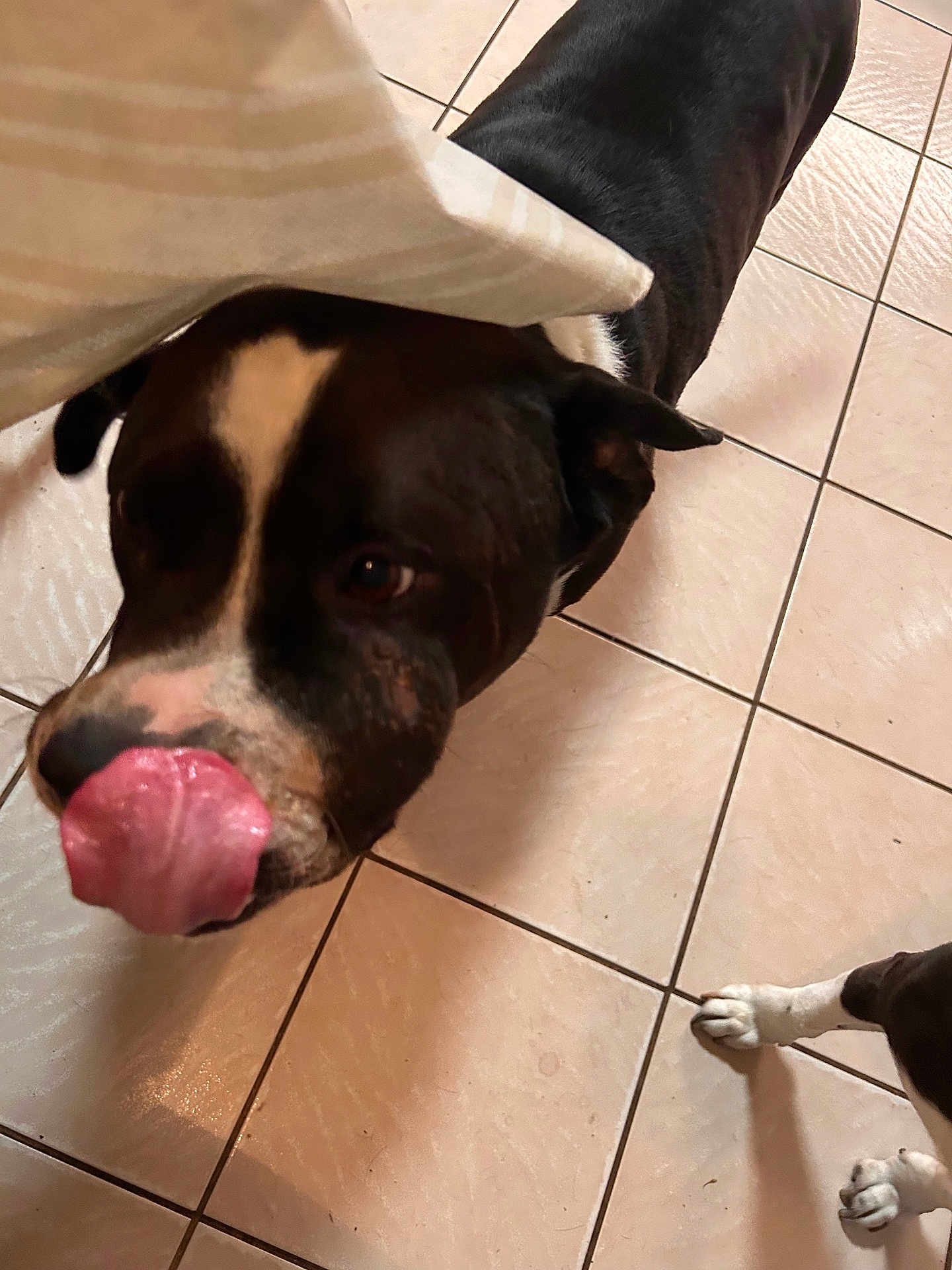 Blaze joined the competition — help win amazing prizes! dog, black_and_white, tongue, floor, tile, curtain, pet, animal, paw, indoor, playful, closeup, canine, licking, companion, domestic, friendly, curious, mammal, household