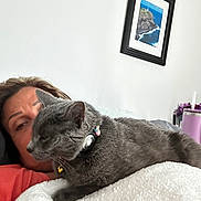 Baby joined the competition — help win amazing prizes! cat, person, indoor, blanket, gray_cat, collar, bell, framed_picture, wall, couch, relaxed, close_up, fur, pet, resting, cozy, human_face, furniture, portrait, casual