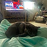 Baby joined the competition — help win amazing prizes! cat, sleeping, blanket, turquoise, television, sports, living_room, window, furniture, plant, basket, soft_light, cozy, indoor, gray_cat, curled_up, carpet, decor, relaxing, home