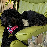 Shanti And Sadie is registered to the contest to win money with this photo: dog, black_dog, leather_chair, green_chair, pet, indoor, couch, relaxed, fur, harness, pink_harness, plant, leafy_plant, table, glass_table, two_dogs, resting, curly_fur, companion, cozy