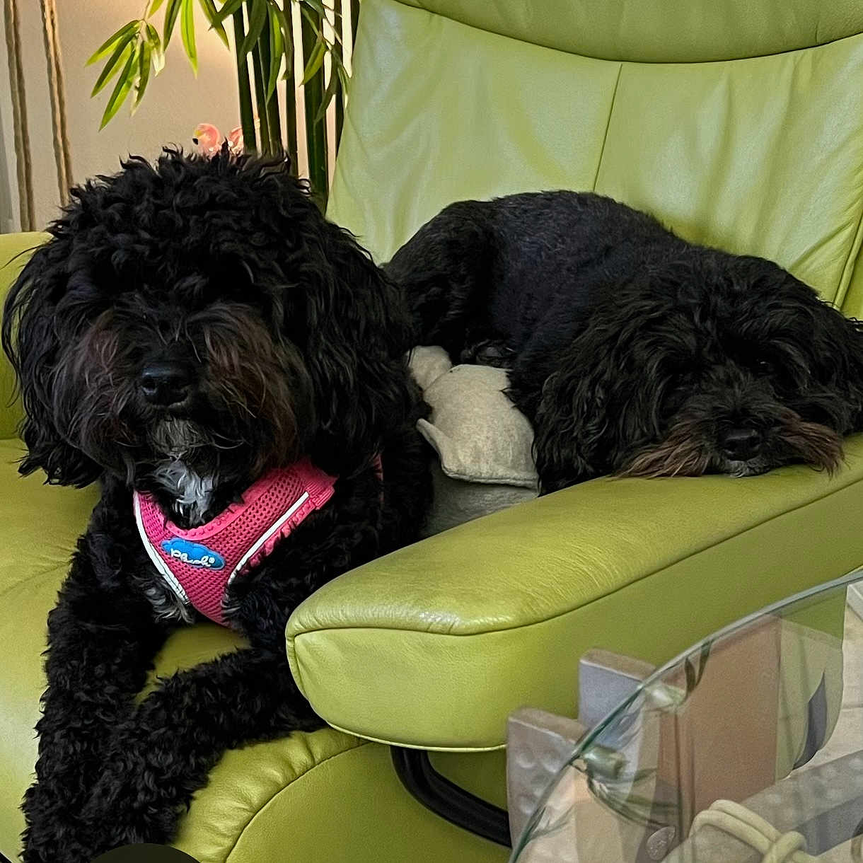 Shanti And Sadie is registered to the contest to win money with this photo: dog, black_dog, leather_chair, green_chair, pet, indoor, couch, relaxed, fur, harness, pink_harness, plant, leafy_plant, table, glass_table, two_dogs, resting, curly_fur, companion, cozy