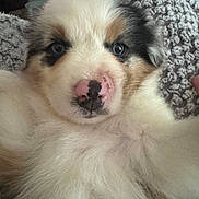 Maggie Lou is registered to the contest to win money with this photo: adorable, animal, blanket, close_up, cute, dog, eyes, face, fluffy, fur, indoors, laying_down, nose, pet, puppy, relaxed, snuggly, soft, texture, young