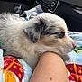 Maggie Lou joined the competition — help win amazing prizes! animal, arm, blanket, car_interior, closeup, colorful, comfort, companion, cozy, cute, dog, domestic_animal, fur, human, pet, puppy, relaxing, resting, side_view, sleeping