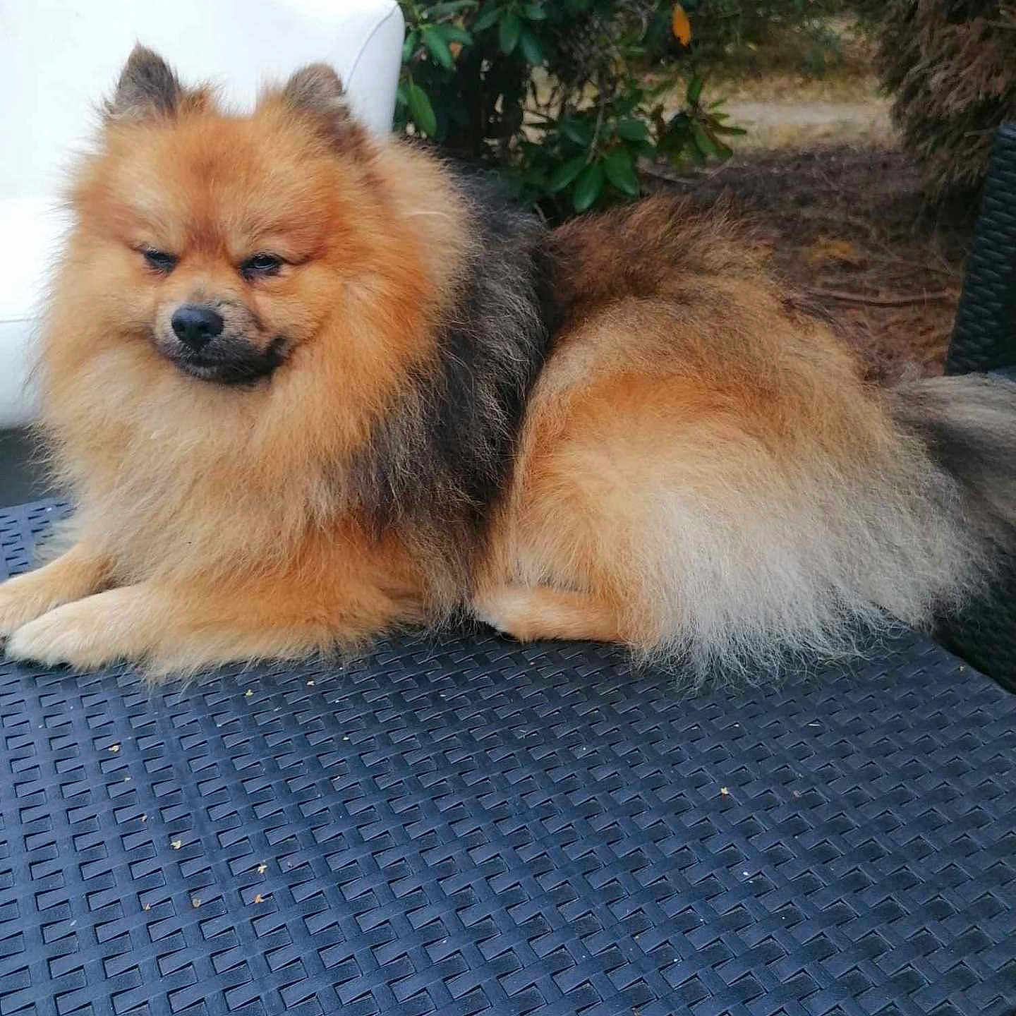 Uno participe au concours pour gagner de l'argent avec cette photo : animal, canine, chow, dog, eskimodog, grass, indoors, interiordesign, mat, pet, plant, pottedplant, puppy, racket, soil, sport, tennis, tennisracket, tree, vegetation