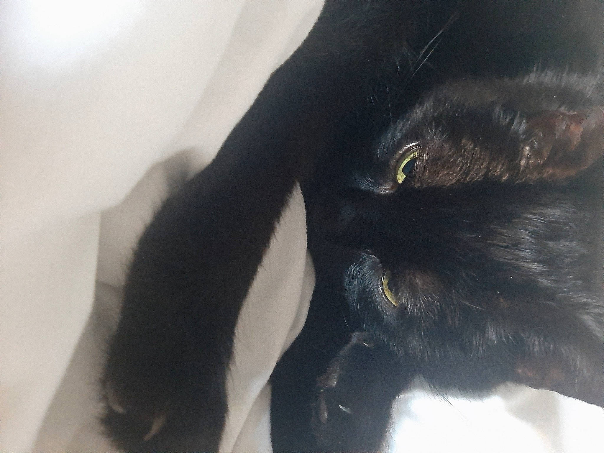 Hatchi a rejoint le concours — aidez-le/la à gagner de superbes lots ! black_cat, bombay, carnivore, cat, claw, dog_breed, domestic_short_haired_cat, eyelash, felidae, fur, small_to_medium_sized_cats, snout, tail, terrestrial_animal, whiskers