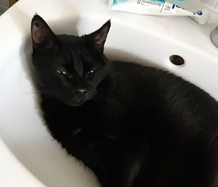 Hatchi a rejoint le concours — aidez-le/la à gagner de superbes lots ! bathroom, bathroom_sink, black_cat, bombay, carnivore, cat, comfort, domestic_short_haired_cat, felidae, fur, plumbing, plumbing_fixture, room, sink, small_to_medium_sized_cats, snout, tail, tap, whiskers, window