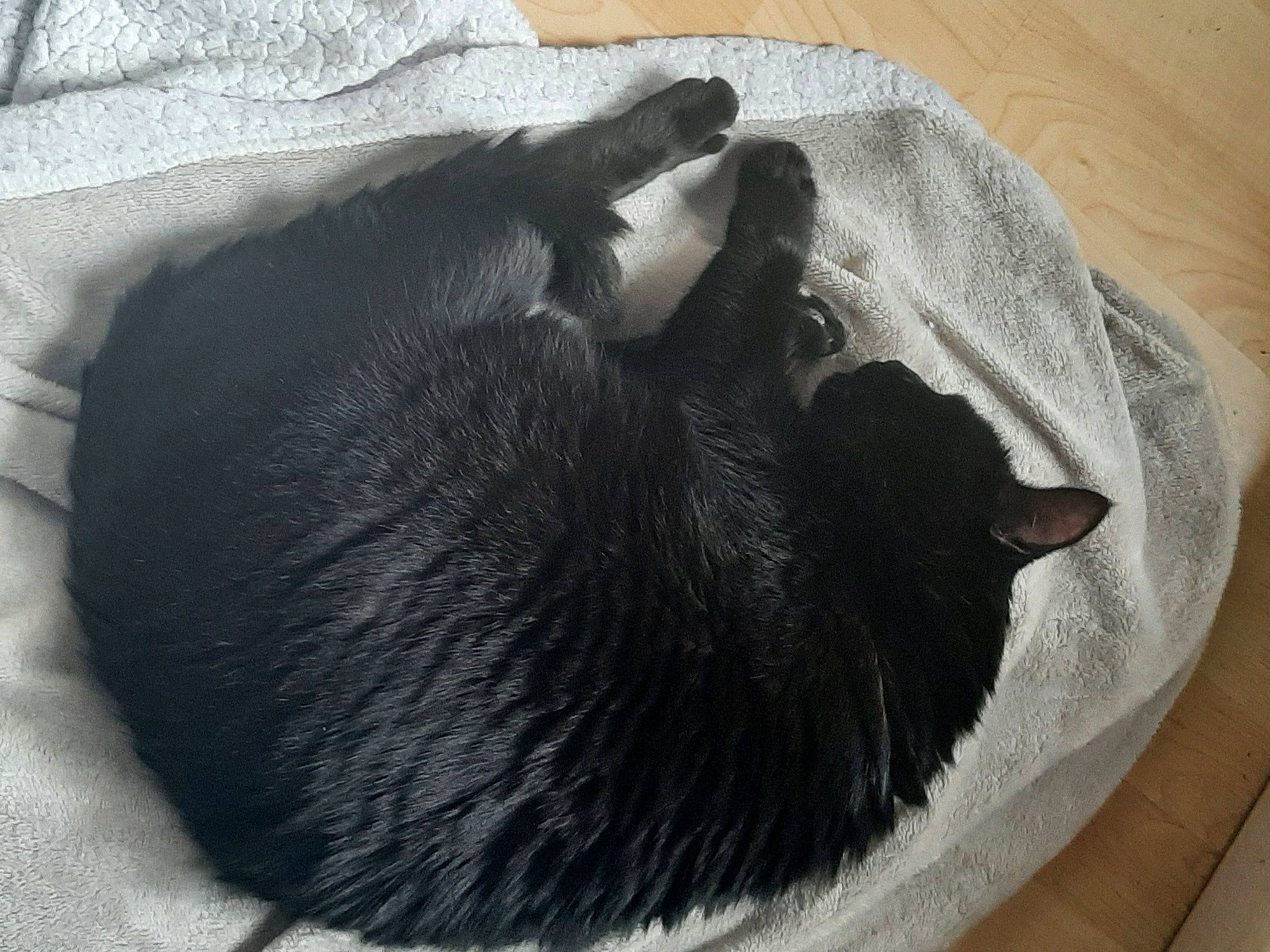 Hatchi a rejoint le concours — aidez-le/la à gagner de superbes lots ! beard, black_cat, canidae, carnivore, cat, claw, comfort, dog_breed, domestic_short_haired_cat, felidae, fur, grey, linens, mammal, nap, small_to_medium_sized_cats, sporting_group, tail, vertebrate, whiskers