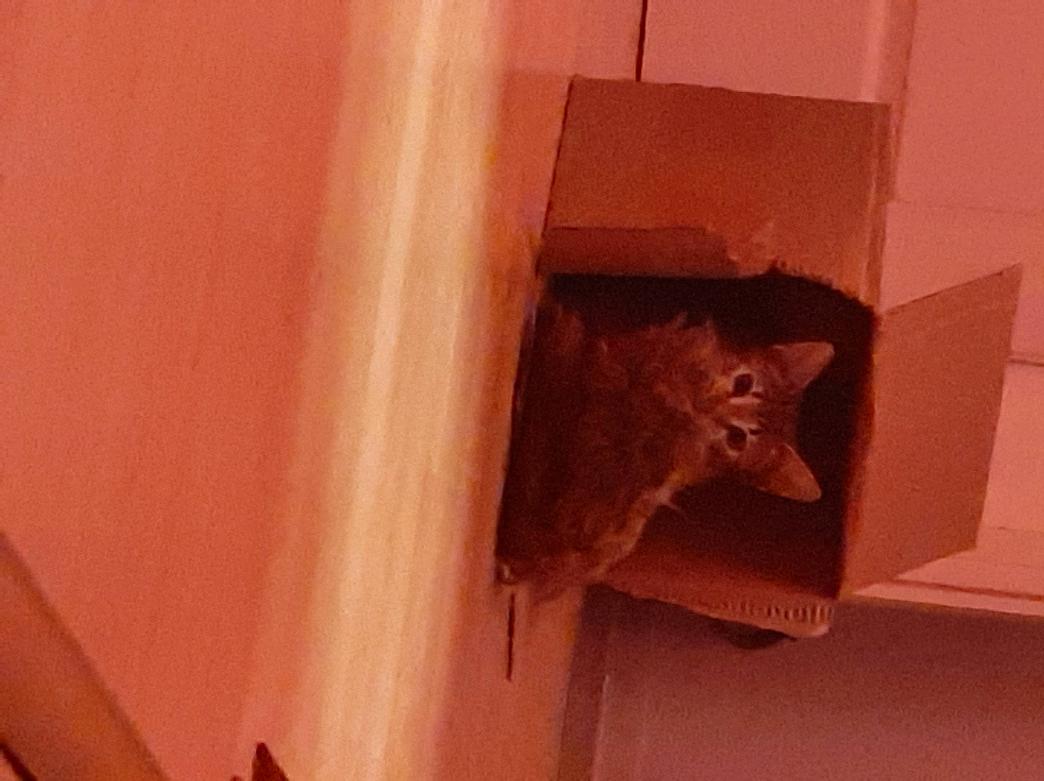 Sunny Et Sky participe au concours pour gagner de l'argent avec cette photo : carnivore, cat, ceiling, domestic_short_haired_cat, door, fawn, felidae, flooring, hardwood, pet_supply, plywood, small_to_medium_sized_cats, snout, stairs, tail, tints_and_shades, whiskers, window, wood, wood_stain