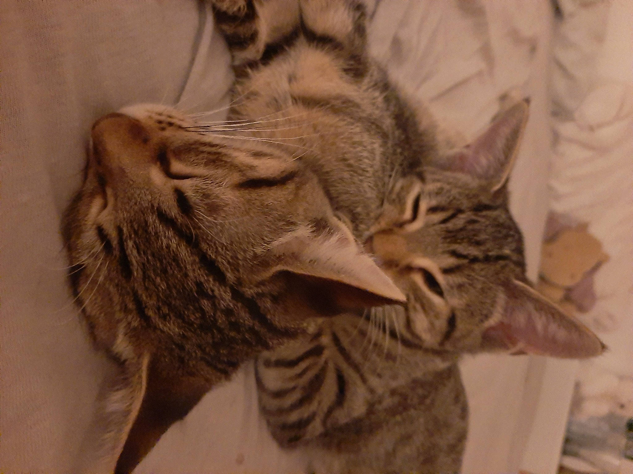 Sunny Et Sky a rejoint le concours — aidez-le/la à gagner de superbes lots ! art, artifact, carnivore, cat, claw, comfort, domestic_short_haired_cat, ear, felidae, fur, grey, linens, paw, sculpture, small_to_medium_sized_cats, snout, whiskers