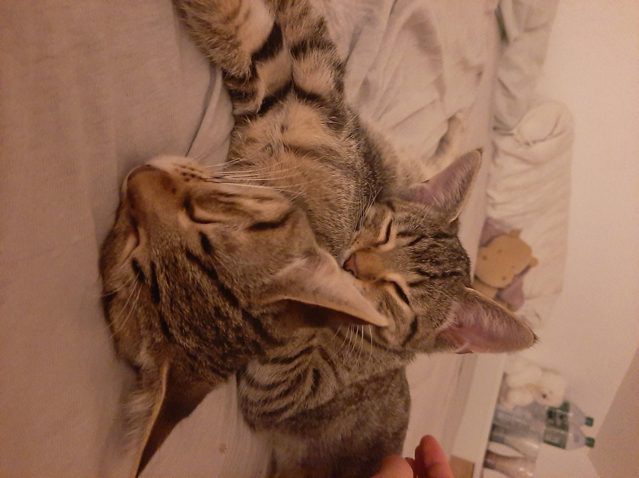 Sunny Et Sky participe au concours pour gagner de l'argent avec cette photo : carnivore, cat, comfort, domestic_short_haired_cat, ear, fashion_design, fawn, feather, felidae, fur, gesture, human_body, neck, pattern, sleeve, small_to_medium_sized_cats, tail, tree, whiskers, window