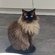 Mika is registered to the contest to win money with this photo: cat, blue_eyes, fluffy, long_hair, indoor, gray_floor, white_cabinet, pet, animal, sitting, domestic_cat, feline, cute, fur, looking, portrait, whiskers, tail, ears, calm