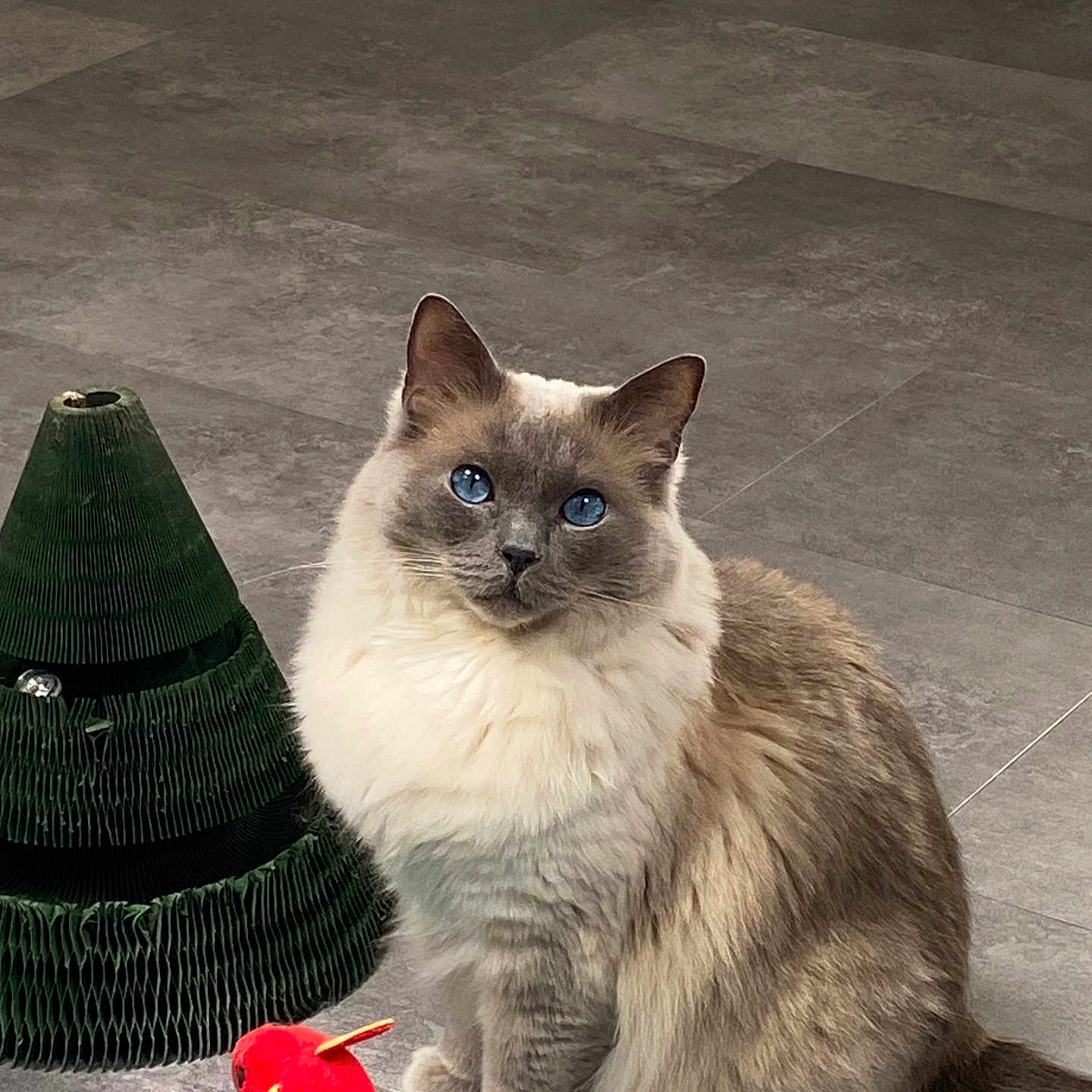 Milo joined the competition — help win amazing prizes! animal, blue_eyes, cat, curious, cute, domestic, ears, feline, floor, fluffy, fur, green_object, indoor, looking, pet, playful, sitting, tail, toy, whiskers